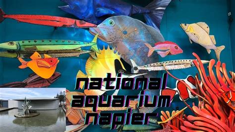 National Aquarium Napier New Zealand Youtube