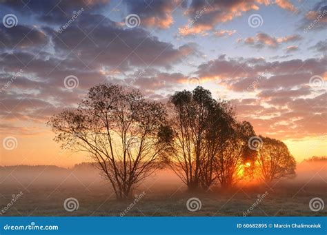 Sunrise Between Trees On A Misty Meadow Stock Image Image Of