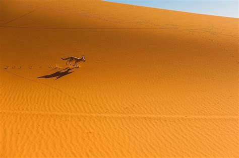 What Animals Live In The Sahara Desert Worldatlas