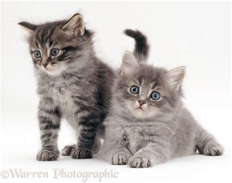 Two Fluffy Kittens Photo Wp09419