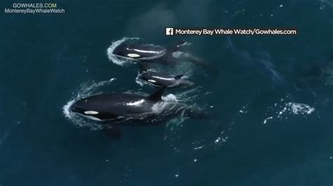 Rare Sighting Of Critically Endangered L Pod Orcas In Monterey Bay Abc7 San Francisco