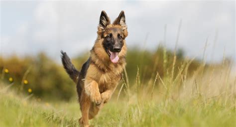 German Shepherd Dog Breed History Health Characteristics