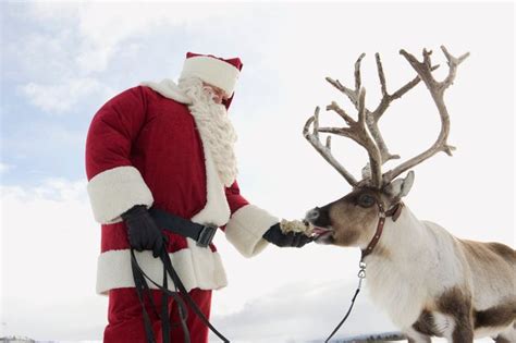 father christmas better watch out reindeer are under threat and it s all down to global