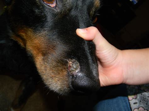 Wart Like Growth On Dogs Nose