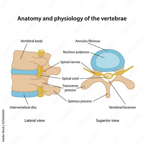 Anatomy And Physiology Of The Vertebrae Human Vertebrae In Superior