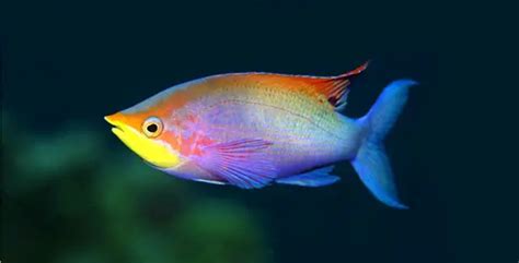 Rainbowfish Fish Breeds Information And Pictures Of Saltwater And