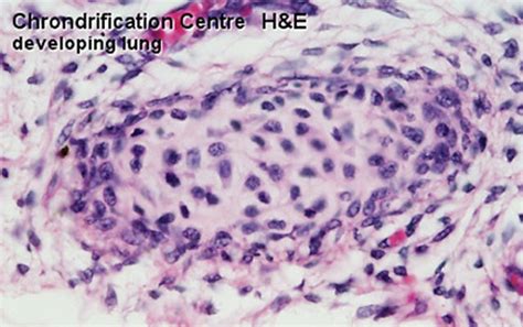 Anat2241 Connective Tissue Components Embryology