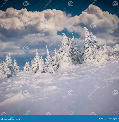 Sunny Winter Morning In Mountain Forest Stock Photo Image Of