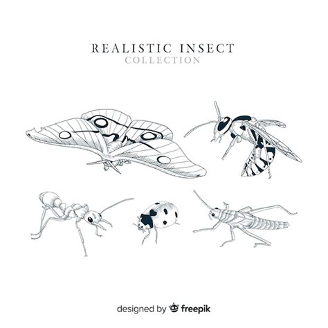 Free Vector Realistic Hand Drawn Insect Collection