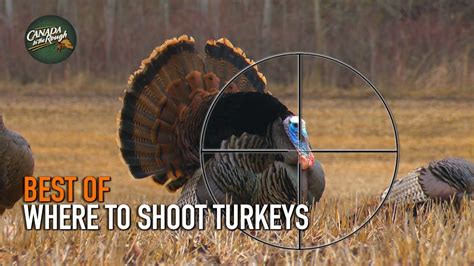 Where To Shoot A Turkey Best Of Hunting Compilation Youtube