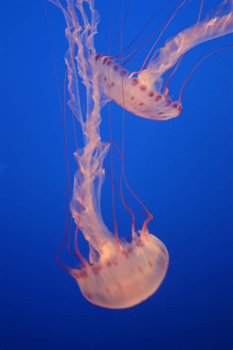 Free Images Jellyfish Invertebrate Marine Life Spotted Cnidaria