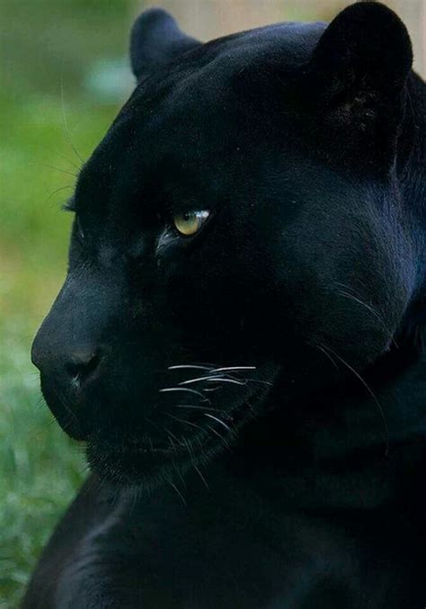 42 Best Zwarte Panter Black Panther Images On Pinterest Big Cats