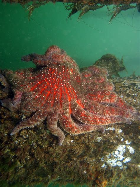 As Sunflower Stars Go So Goes The Health Of Our Seas The Seattle Times