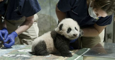 National Zoo Extends Panda Deal With China Through 2023 Ap News