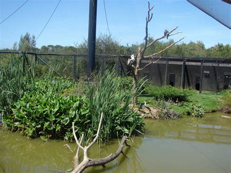 Australian Walkthrough Aviary Zoochat