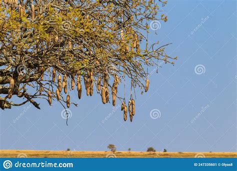 Sausage Tree Kigelia Africana In Serengeti National Park Tanzania