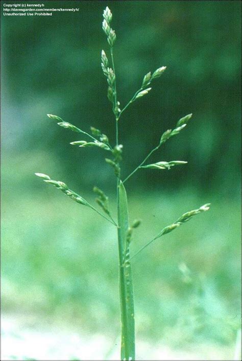 Plantfiles Pictures Annual Meadow Grass Poa Annua By Kennedyh