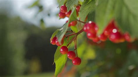 Viburnum on a tree. Red berries hanging on a tree. Wild berries . Wild berries on a forest glade ...