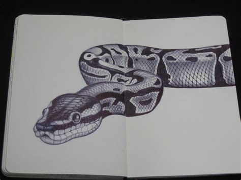 Lightly separate the body into segments. Snake Sketchbook drawing by Tim Jeffs https://www.etsy.com ...