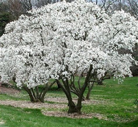 Shop our huge selection of flowering trees online with delivery right to your door. 7 Inexpensive Landscaping trees| Evansville Lawn & Landscape