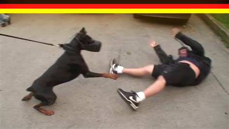 Doberman Pinscher Brutal Attack Training By K 9 Training Team 2016