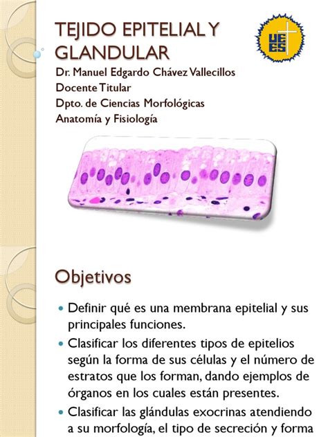 Tejido Epitelial Y Glandular Epitelio Histología