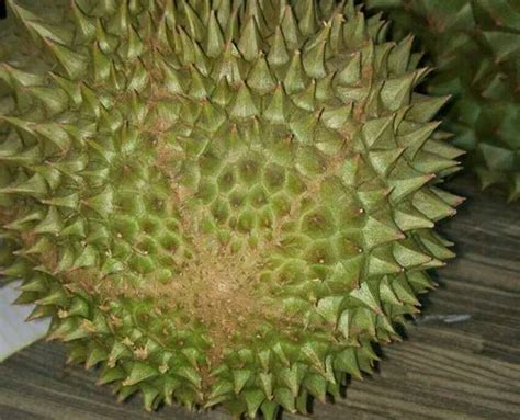 Due to limited availability and strong demand, prices globally for musang king have risen dramatically over recent years. Sebelum Beli Kena Tahu 5 Ciri Durian Musang King Untuk ...