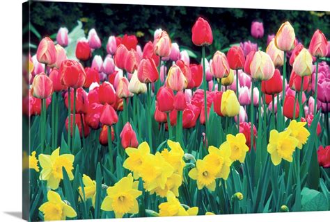 Group Of Tulips And Daffodils In A Field Netherlands Wall Art Canvas
