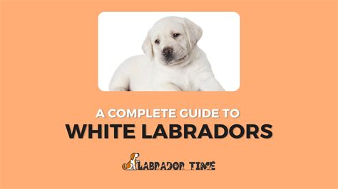 A Complete Guide To White Labradors Labrador Time