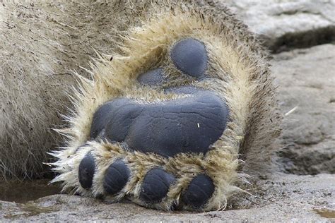 Polar Bear Paw Papillae Black Footpads On The Bottom Of E Flickr