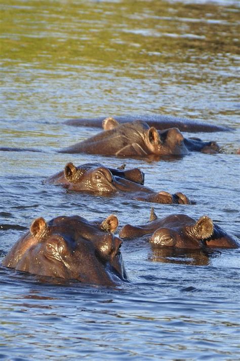Hippo Hippopotamus River Water Chobe Botswana Africa Animal