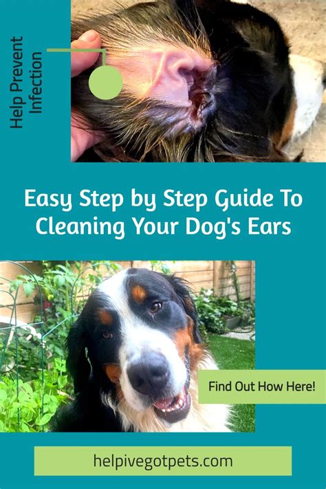 Easy Step By Step Guide To Cleaning Your Dogs Ears Cleaning Dogs