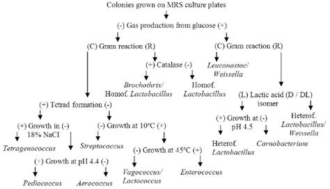 Gram Negative Cocci Bacteria Flow Chart Hot Sex Picture