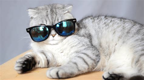 Cat Wearing Glasses Wallpapers Top Free Cat Wearing Glasses