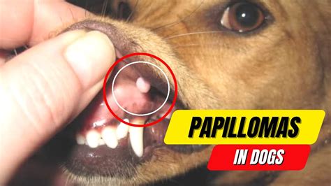 Papillomas In Dogs A Complete Guide To Symptoms And Treatment 2023