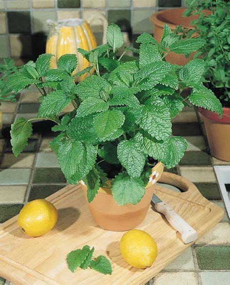 Citronella Lemon Balm Cucumber Plant Container Gardening Vegetables
