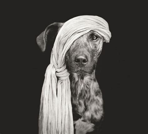 Dog Portraits By Elke Vogelsang3 Fubiz Media
