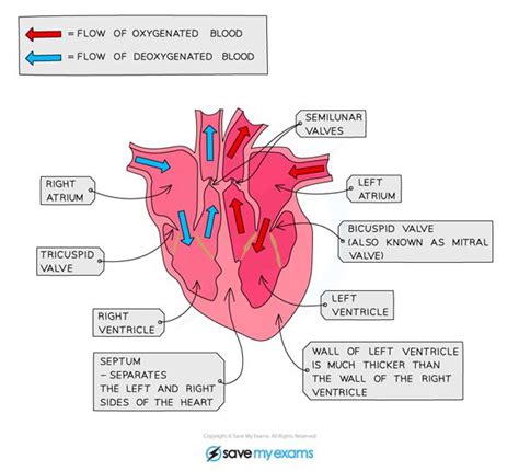 Labelled Heart Diagram Gcse