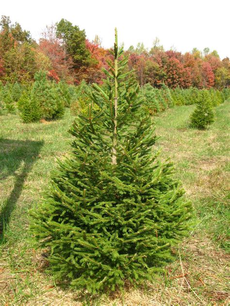 Real Pruned Norway Spruce Christmas Tree Sizes Include 5ft Up To 12ft