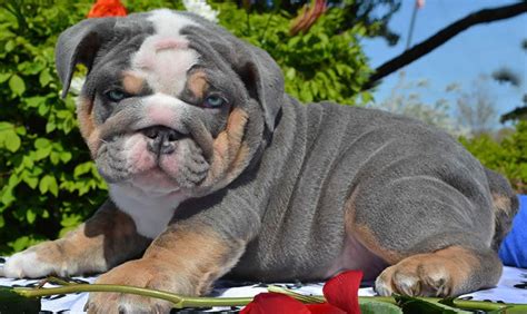 Cute English Bulldog Puppies For Sale In Ohio Bleumoonproductions