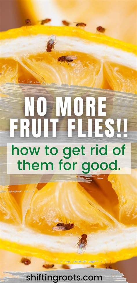 How To Get Rid Of Fruit Flies Its Not What You Think In 2020 Fruit