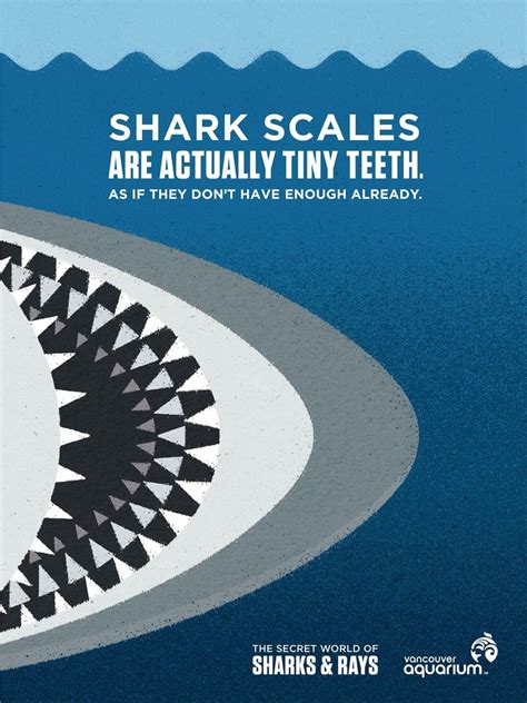 We did not find results for: Vancouver Aquarium: The Secret World of Sharks & Rays | ad ...