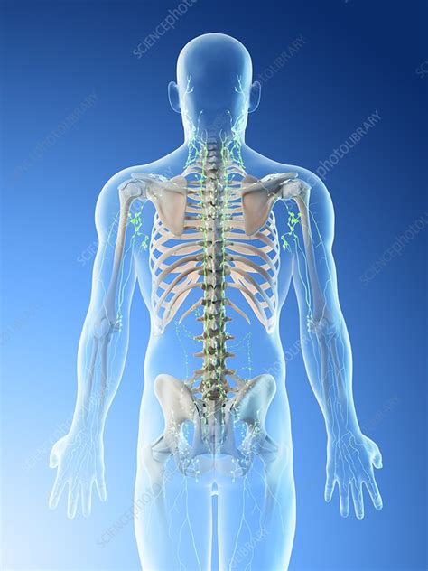 Lymph Nodes Of The Upper Body Illustration Stock Image F0265962