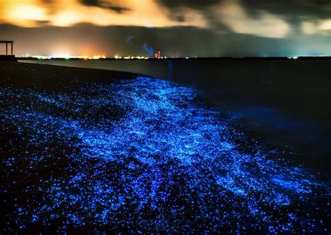 Maldives Bioluminescence Beach