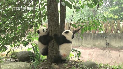 Panda Cub Learns Climbing Youtube
