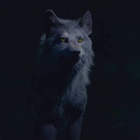 Hope wolf form? #hopemikaelson #legacies #theoriginalsseason5 #tribrid | Werewolf aesthetic 