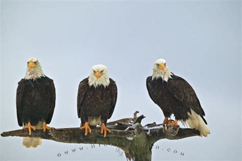 Изучайте релизы eagles на discogs. Three Resting Bald Eagles Snowing | Photo, Information
