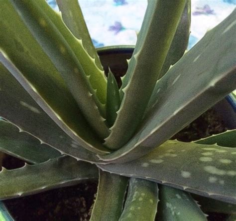Die blätter werden von hand geerntet und großzügig geschält. Aloe Vera Blatt Kaufen