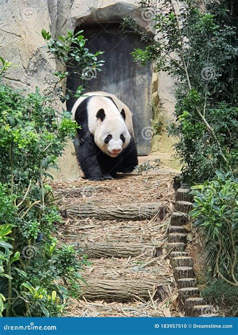 Giant Panda In Singapore Zoo Stock Photo Image Of Singapore White