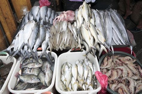 Fish Market Philippines Stock Image C0178158 Science Photo Library